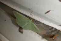 Hemistola chrysoprasaria