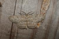 Hypomecis punctinalis