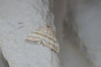Idaea circuitaria