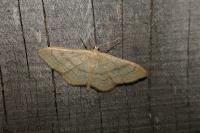 Idaea deversaria