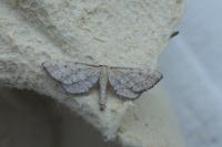 Idaea infirmaria