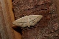 Idaea mediaria