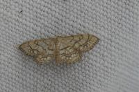 Idaea moniliata