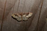 Idaea rusticata