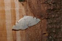Lomographa bimaculata