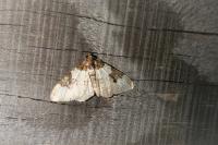 Xanthorhoe fluctuata