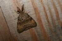Lymantria dispar