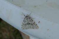 Lymantria monacha