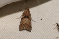 Phycita roborella