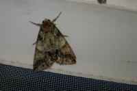 Polyphaenis sericata