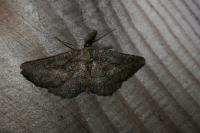 Nychiodes notarioi