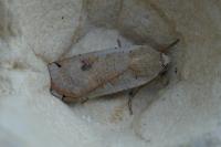 Noctua pronuba