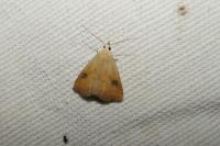 Rivula sericealis