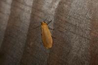 Wittia sororcula