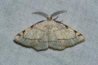 Stegania trimaculata