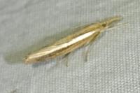 Agriphila tristella