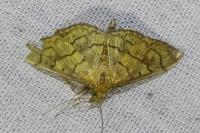 Anania verbascalis