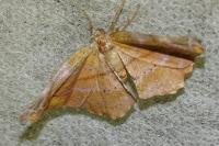 Apeira syringaria