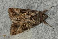 Autographa gamma