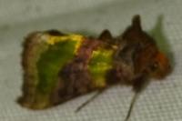 Diachrysia chrysitis