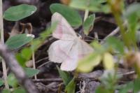 Rhodostrophia vibicaria