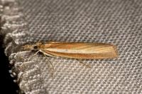 Agriphila selasella