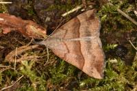 Hypena proboscidalis