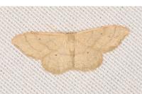 Idaea straminata