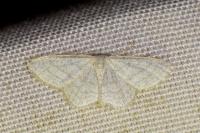 Idaea subsericeata