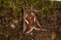 Macdunnoughia confusa