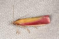 Oncocera semirubella