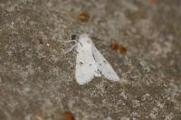Acronicta leporina
