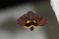 Noctua janthina