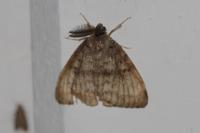 Lymantria dispar
