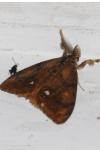 Orgyia antiqua