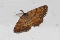 Ematurga atomaria