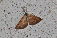 Ematurga atomaria