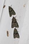 Cryphia algae