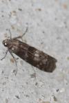 Phycita roborella