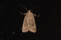 Hoplodrina ambigua/blanda