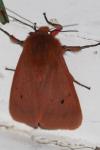 Phragmatobia fuliginosa
