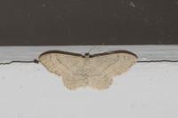 Idaea aversata