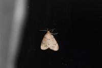 Paidia rica
