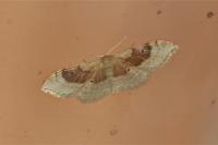 Idaea degeneraria