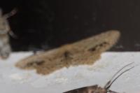 Idaea dimidiata
