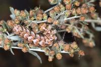 Cucullia absinthii