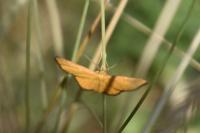 Idaea flaveolaria