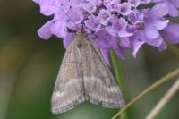 Pyrausta aerealis