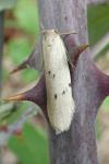 Pelosia muscerda
