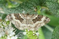 Epirrhoe alternata